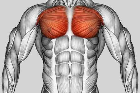 Exercise Category Muscles